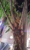 ほろ酔いで「ニシタチの柳」を見上げて気づいたのが、括りつけられた蘭。どの柳にも植えてある。月数が浅いのか共生にはまだ時間がかかりそうである。植木屋の洒落た計らいであろうか