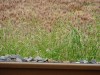 こと(Wikipedia)・・・という。写真は金刀比羅宮(香川県仲多度郡琴平町)や善通寺市の車窓から見かけた今が収穫期直前の小麦畑。肝心の小麦は、実は日本のうどん用に開発された「Australian Sta