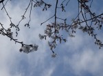 →でもないのに他人に愛でられているのを見たことがないのは残念なことです。それでも拙庭からも眺望できるこの樹は、わたしの春到来を告げる標本木なのであります。この日は昼休み、