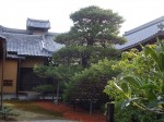 写真の松は「陸舟の松」というもので、義満が育てていた盆栽を地植えしたとのこと。真実なら樹齢はなんと600年。帆と舟先を象ってあり、舟先は金閣のある西の方角を向いている。この舟