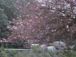 板葺で、壁は土塀、入口は布や筵を用いていました。そして室町時代の末期になると、武家や公家の邸では書院造という居間と書斎を兼ねた住宅建築様式が生まれます。書院造は今の和風住