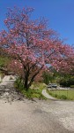 写真は、親仁の実家の八重桜であります。桜に宮崎牛ではありませんが・・・花札の世界では、「桜に幕」なんですが、牛もまんざらでもないですな。ついでながら花札は12組あり、各組4枚
