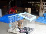 されてきた実用犬たちがいました。今では時代の流れで、とくに猪や兎などの狩猟が廃れるにしたがって、あるいは洋犬との交配で雑種化し、いわゆる「地犬」の影が薄れています。この新