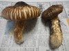 →意外でおススメは鋤焼。松茸御飯はカナダ産では気にならないが、国産物では炊飯器に移り香が長く残るくらい香りが強い。今年は松茸豊作と聞く。大枚をはたくとまではないにしろ、外