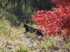 なんと絵になるショットであろう。この黒猫と紅葉との色合は竹久夢二の「黒船屋」を彷彿とさせる。大正期の和服美人に優しく抱擁される夢二の黒猫とは対照的に、こちらの地域猫は雉鳩
