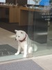 の筈がなんとポスターが貼られているのは数名・・・開票の手間だって馬鹿にならない税金が流れるのだから「シャレ」で立候補するな・・・呵呵! 写真はソフトバンクのカイくん。今回も2