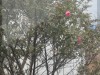 氷雨が降る日日、野鳥も寒さと採餌には労しているのだろう。この時季、メジロの集団が山茶花の花密を目当に拙庭に訪れる。窓越しに木枝を眺めたり、「チュー」と鳴き声を聞けば外に出