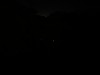 これはなんのギャグでもありませぬ。ニシタチからの帰還途中、近所の山内川を橋上から覗き込んだ時、三匹のホタルが舞っていたのですが、そのうちの二匹をデジカメで撮ってはみたので