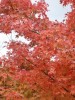この数日の寒さで拙庭のモミジが紅葉・黄葉しはじめました。朝夕の寒暖差が大きいほど見事に変身する性質があります。最近は庭木を買うことも全くなくなりました。訳は樹種によって簡