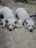 いつもお世話になっているクリーニング屋さんの同腹柴犬。体格もほぼ同じでポーズも瓜二つ。可愛いですね。ニシタチに出陣する前に立ち寄ってみました。それにしても白毛の柴犬っての