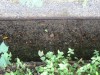 ～20mの距離に群れて網の巣を張っていました。二太郎連れの散歩はあまり自然を観察できません。注意を怠ると何をしでかすか分かりません。別の日、山内川では尺余の鯉が数匹遊泳してい