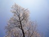 しながら枝から枝へと飛び回ってました。日本人で桜が嫌いな人はいないでしょうが、好みはさまざまなようで、花だけのソメイヨシノよりも葉も同時の山桜をより愛でる人も結構多いです