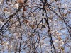 開花宣言が例年より一週間も早い東京でしたが、慌ただしいのもあって一輪も目に入りませんでした。もっと余裕をもって散策しないと陳腐な人生になってしまいますね。写真にはメジロが
