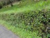 前の樹齢は知りませんが、幹の径は一尺三寸くらいだったでしょうか。その枝を祖父が接木したのが現在の数本の桜木であります。今は親父が管理してますが、害虫の繁殖などで対処が容易