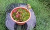 昨年のモミジの実の落下で庭に芽生えて自生した「新木」4本を鉢植えにした。苔は親父が田舎の山から持ってきてくれた値打物。