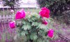 花弁の間に「春雨」を含んで重そうな「牡丹」だが、「立てば芍薬、座れば牡丹、歩く姿は百合の花」の如く「美人」だ。牡丹は草でなく「木」で、横の枝から花を付けるため、座して観賞