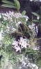 昨年よりも多くの花を付けてくれたラン科の石斛の一種(?)。飼い主さんに貰って3年目だ。