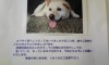 写真は「ケンちゃん」だ。3年前に重度の「外耳炎」で両側の外側外耳道切除術を実施した。以来、当院の定連さんである。