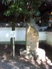 参照して下さい。下段中央の写真は山口市湯田温泉の「松田屋」の建物をその庭園から写したものです。私の部屋はなんとかつて司馬さんが宿したのの鄰なんでありました。夜ロビーで宿の