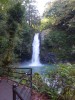 →滝壺までの降昇の足の竦みには閉口する。それでも通過地点とあらば一度は見ないとな。滝壺の手前には「天城越え」の楽譜の碑があり、下流にはニジマスの釣堀(?)を営業していた。察す