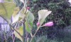 ところか。同じく「檸檬の花」。レモンはミカン科の常緑低木。学名はCitrus limonでクエン酸(citric acid)の名はこれに由来する。原産地はなんとインド北部のヒマラヤというからこれまた→