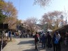 吉野山は日本一の桜の名所。1300年も前から「ご神木」として崇拝され、信仰の対象として手厚く保護されてきた歴史がある。 200種のヤマザクラを中心に約3万本と言う世界に類を見ない規模