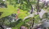 こちらはモミジの実である。
