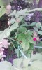 ラズベリー(raspberry)の実。