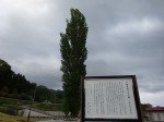 この写真は、釜石から大船渡市街に向け南下した、岩手県大船渡市三陸町の越喜来地区にある「ど根性ポプラ」と呼ばれている一本木です。元は、昭和初期頃に店舗兼自宅の敷地の裏庭に経