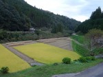 10月3日は県外より父方の叔父貴が久しぶりに帰省するというので昼から田舎へ帰りました。写真はその夕刻の田園風景(?)ですぞ。一部稲刈りが進んでおり、稲掛けがしてあります。神門でも