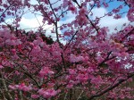 いるようで市内の我が家では桜ばかりでなく欅や山法師、それに姫椿などはあっけなく枯れていきました。ところでこの「愛子桜」は彼の伯方の塩の創業者である故高岡正明氏が、寒緋桜と