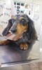 写真は口蹄疫惨禍の犬。飼い主は断腸の思いであったろうが、新しい飼い主にすこぶる可愛がられている。悲しみも日ごとに消え、犬本来の活発さと優しい顔付に戻るのも間近であろう。微