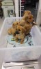 写真は最近ワクチン接種に来院したコーギーとM.ダックスとのミックス犬4頭。人間の赤ちゃんを撮影するのと同様に「いい写真」を撮るのは至難の業で技がいる。人間のハーフと同様に犬の