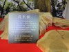 のも乙なこった。如何せん、もう少し気の利いた店や書店や居酒屋やラウンジやビアホールや・・・・・そんなんがあると良いのだが。写真は「百年杉」とのこと。いくら暇でも年輪を数え