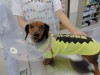 どころか、シャイで固まっていた。今年も病気も何もないことを祈ろう。今から1ヶ月の厳寒、寒さは犬にとっても風邪や運動器(筋・骨格)系の病気が増えるので、温かくしておくことも大切