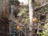 モミジの小枝に刺し置いたミカンを頬張るメジロ君。庭の山茶花が満開になりかけると頭上で鳴き声が聞こえる。梅に鶯かメジロかだが、前者は虫や木の実などを食し、後者は雑食だが、花