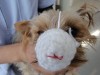 2月6日午後、佐土原から来院したマハロ君。飼い主のお母さんが作ってくれた「降灰吸込み防止マスク」。内側には人用マスクが裏打ちされた本気度100%の秀作。マハロはハワイ語で「ありが