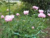 きのうの御湿り雨によって周りの草木が勢い付いてきた。拙庭のバラや写真の西洋芍薬も一斉に蕾が開いた感。樫や紅葉、楠も皆、新芽を伸ばし出した。震災もこうあって欲しいものだ。「