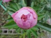 観賞する方が適している。花の周りを歩くのは、やはりそれは人間だ。十数個の花を付けた我が家の芍薬。何度も回って愛でてあげた。芍薬君から見た、ぐるぐる回る変な親仁は、デッパリ