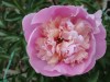 芍薬の根を乾燥したものは生薬で、鎮痙・鎮痛・鎮静・抗炎症などを期待して煎じて用いる。主な成分はペオニフロリンでその他、安息香酸・ガロタンニンなど。筋肉の引き攣れ・腹痛・頭