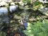 も自然体で生まれるものだ。日本の農業の明日、明日だけあって明るいのだ。国のメッセージが全くないのが問題だ。小生の次は農業か。写真は水曜日に行った綾ほんものセンターの鮎・鯉