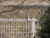 つい最近、「特ダネ」の小倉キャスターが「今年は百舌や野鳥が際立って少ない・・・」というような内容の話をしていた。我が拙庭だけのことではないようなので、さらに心配である。大