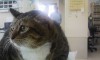 吾輩は病気で来院した、本文とは関係ないおデブな去勢猫ニャン。12.7kgの立派な肥満バデーニャン。この写真はある程度回復した時変な親仁に撮られたショットニャン。病気をする前には14k