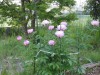 小生贔屓の山紅葉の鉢も「目には青葉」状態である。反面、あの嫌な「スギナ」が今年も群生状態だ。もうひとつの群生である「ドクダミ」だが、こちらは白い可憐な花を咲かせるので憎め