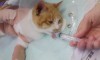 「吾輩は猫である。名前はまだない。どこで生まれたか頓と見当がつかぬ。何でも薄暗いじめじめした所でニャーニャー泣いていた事だけは記憶している。・・・」。漱石の冒頭文だが、ち