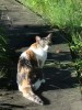 三毛猫の体毛色の基本は白・茶色・黒。黒がこげ茶になると「キジ三毛」、縞模様になると「縞三毛」という。写真のキジ三毛・「シロ」を知っているのは彼女を我が病院で避妊したからだ