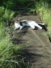 からであろう。彼女は狩りが上手で、拙庭に飛来するキジ鳩を狙っては木陰に潜んでいるのである。ハンチィングポーズが似合っているのである。ある意味、憎むべき狩人であるのだが、彼