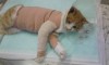 吾輩は西都生まれの「ねこ」だぞ。漱石は名のない猫を「ねこ」と呼んでるだな。昨日の横隔膜ヘルニア手術はとても痛んだもんだ。それも吾輩の徘徊の付け。獣医に感謝せにゃニャーらん