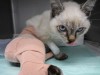 2ヶ月半の「ラブ」、1kg。点滴がグルグル巻で痛みも手伝ってか、見てのとおりの怒りの睨み目。点滴を外し、旨い缶を上げると野良猫の本性と飢(かつ)えを丸出し剥き出しの爆食。その野生