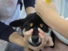 阪神タイガースの大きな、目立ち過ぎの「虎バッグ」を提げた飼い主さん。ぎっしりの中身はライフの躾に関するペーパーと見たが・・・やはり実際の教育はそう簡単ではない。どうしても